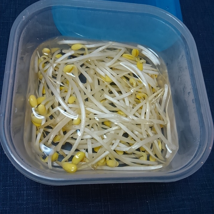 簡単◎ 豆もやしを長持ちさせる方法